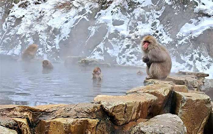 میمونهای برفی در چشمههای گرم جیگوکودانی.