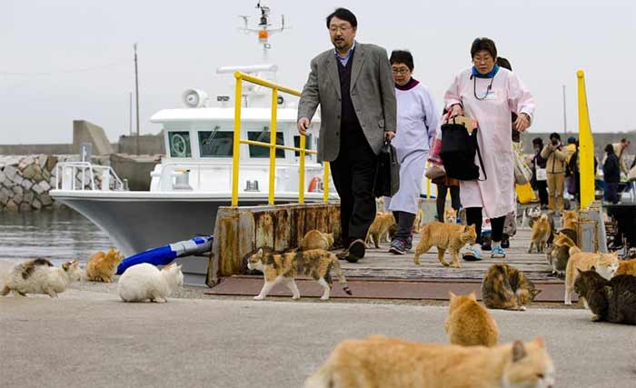 جزیرههای گربه (مانند آئوشیما) با جمعیت گربه بیشتر از انسان.